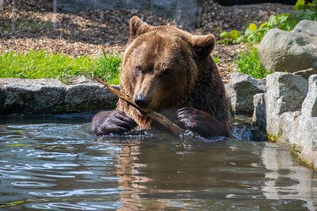Free Bear Brown Bear photo and picture