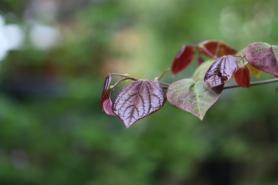 Plugged Cercies Leaves Tree Free photo on Pixabay