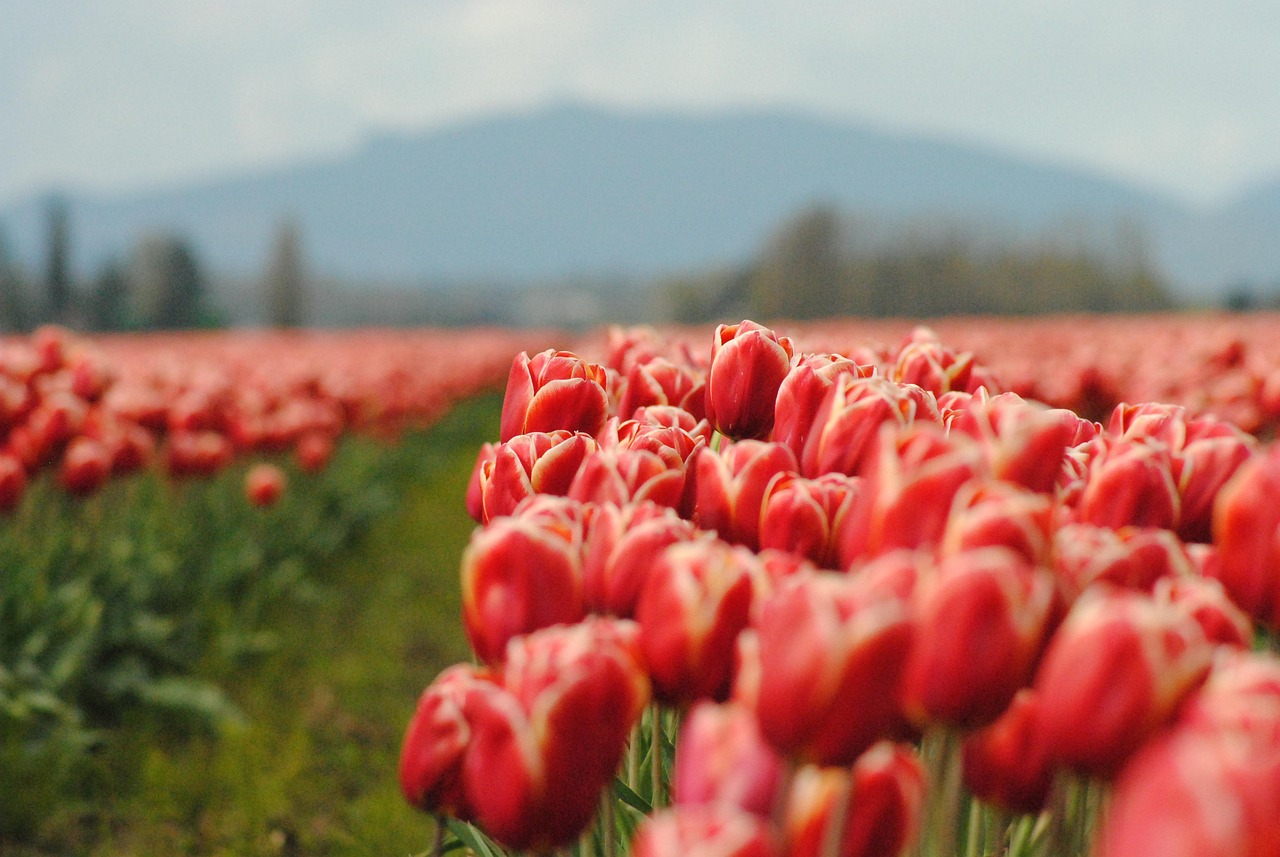 https://cdn.pixabay.com/photo/2019/05/27/09/35/tulips-4232275_1280.jpg