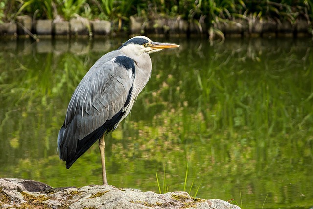 Graureiher, Fischreiher, Natur