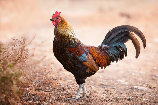 Free Faucet Chicken photo and picture