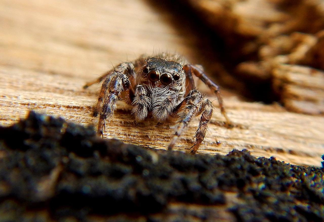 Más de 100 imágenes gratis de Ojos De La Araña y Araña - Pixabay