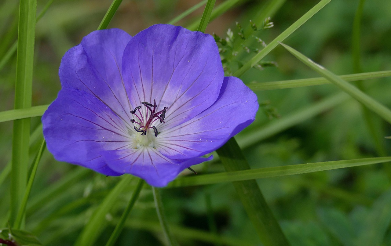 Geranium Garden Flower - Free photo on Pixabay