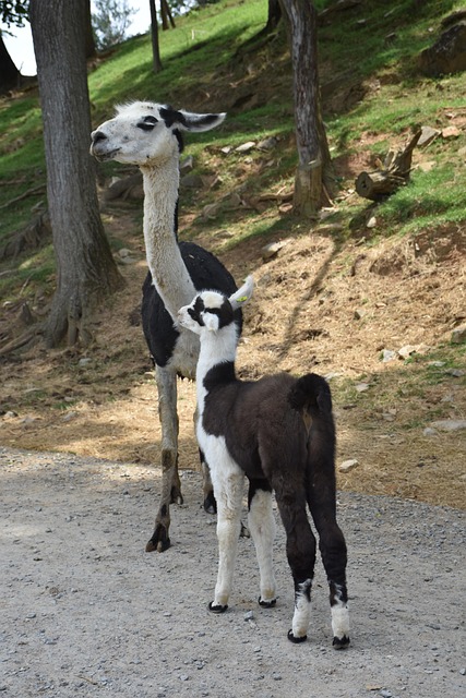 Free Lama Animal photo and picture