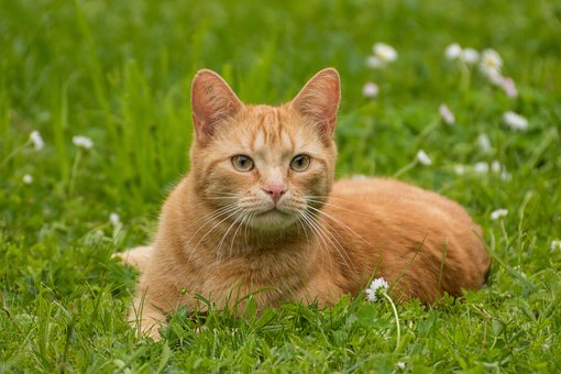 Pisică, Animal De Companie, Mahmureală