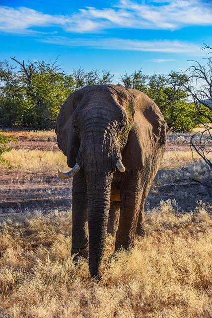 Elefant, Namibia, Afrika, Desert Elefant