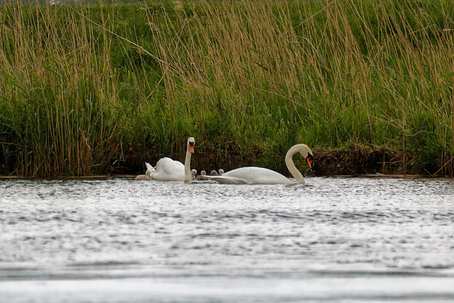 Svane, Familie, Svaner, Svømning