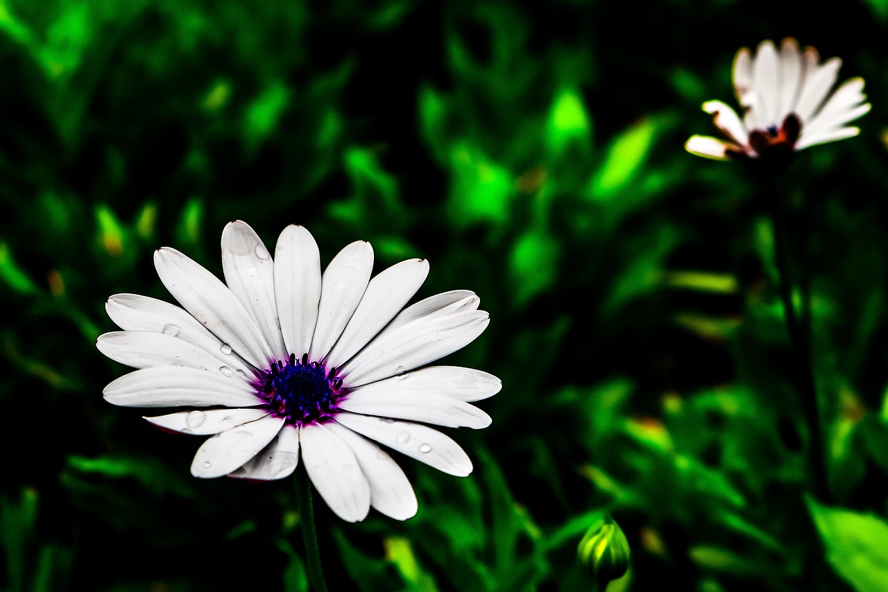 Daisy Garden Fall Free photo on Pixabay Pixabay