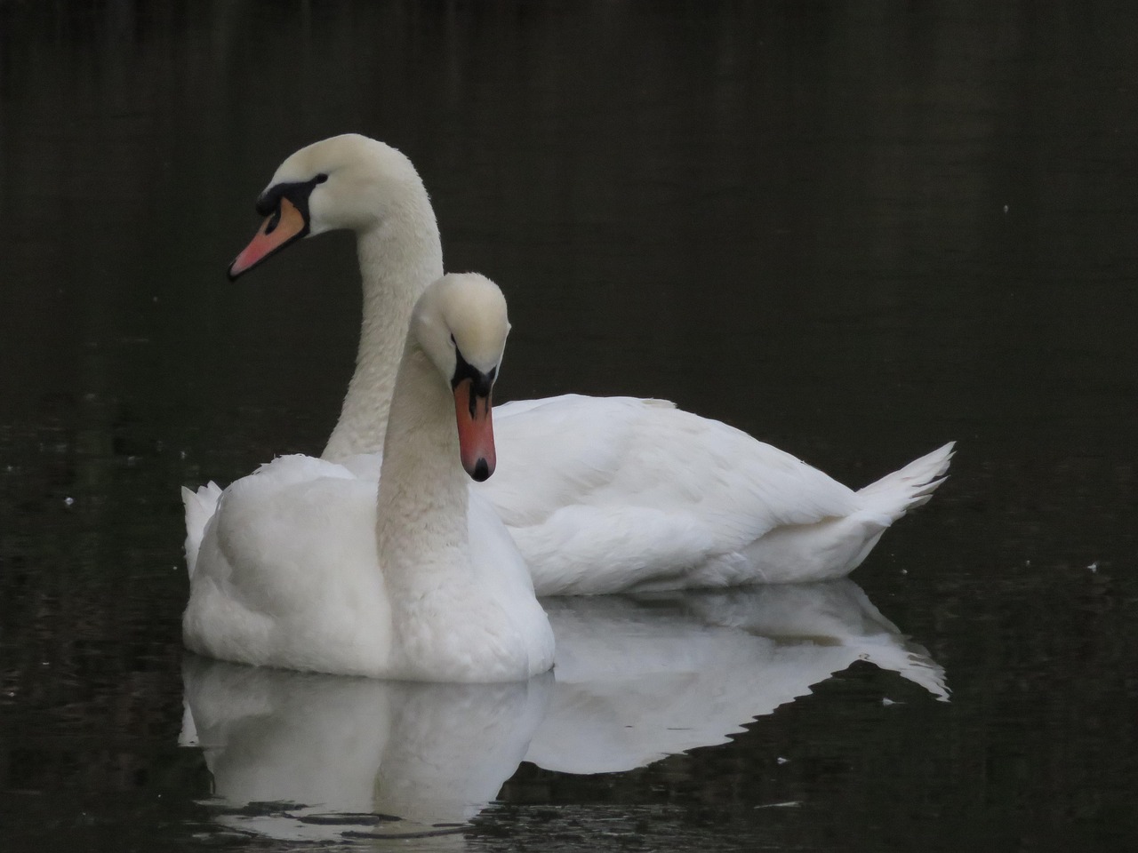 Cygnes L'Eau Des Oiseaux - Photo gratuite sur Pixabay - Pixabay