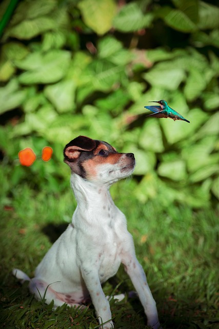 Free Dog Pets photo and picture