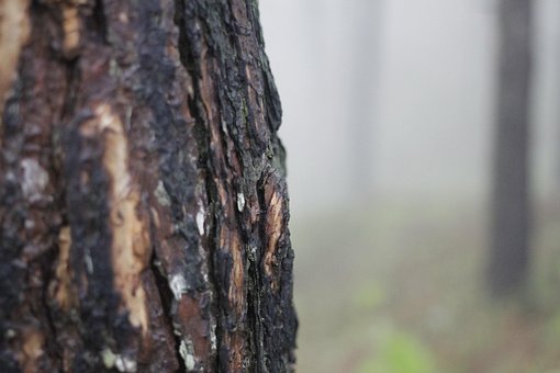 Free Pine Tree Bark Tree photo and picture