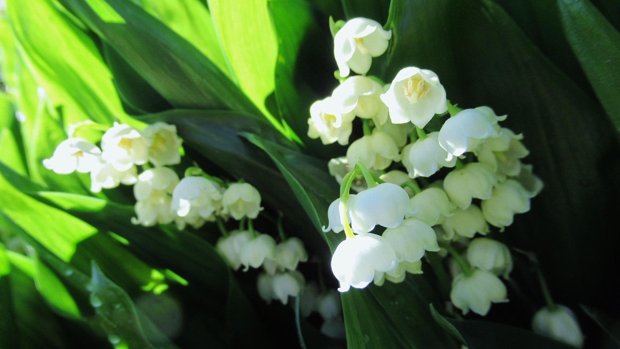 Lily Of The Valley Flower White - Free photo on Pixabay
