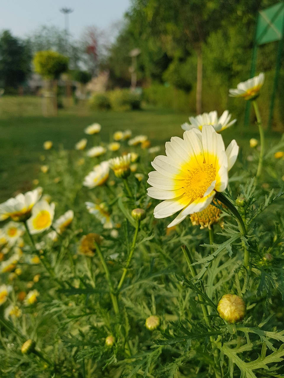 Flowers Agriculture Leafs Free photo on Pixabay Pixabay