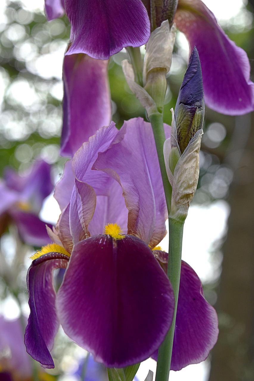 Iris Flower Free Stock Photo Public Domain Pictures Hot Sex Picture