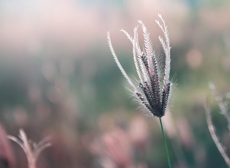 Free Grass Flower photo and picture