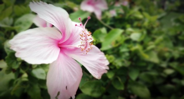 Bloem, Bloem Behang, Mooie Bloemen
