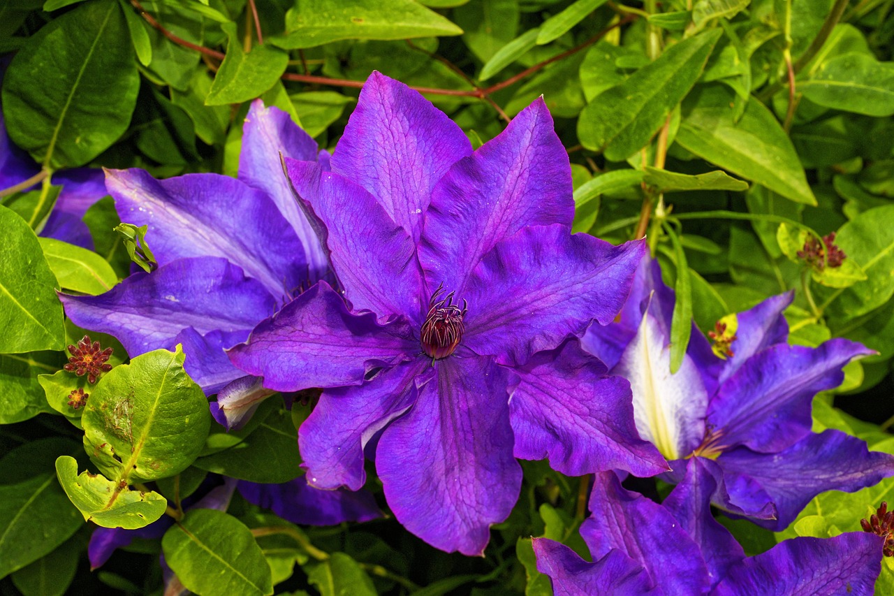 Clematis - free online jigsaw puzzle photo