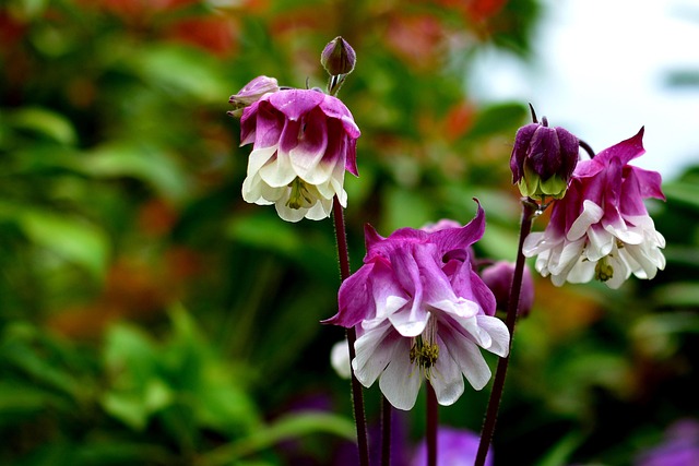 Free Columbia Garden photo and picture