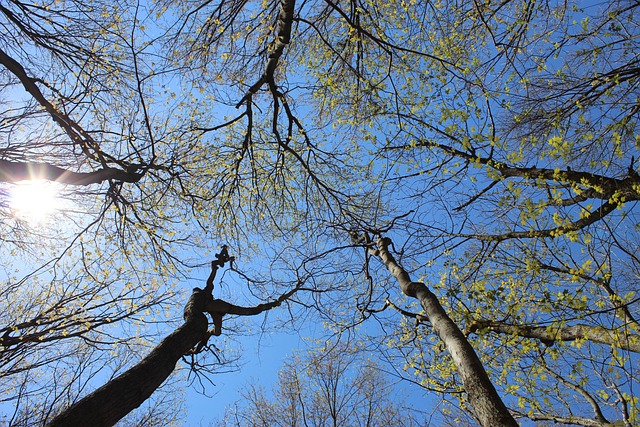 Free Nature Tree photo and picture