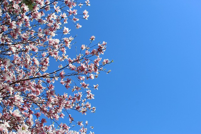 Free Tree Blossom photo and picture