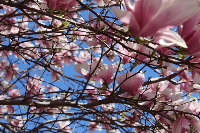 Free Tree Blossom photo and picture