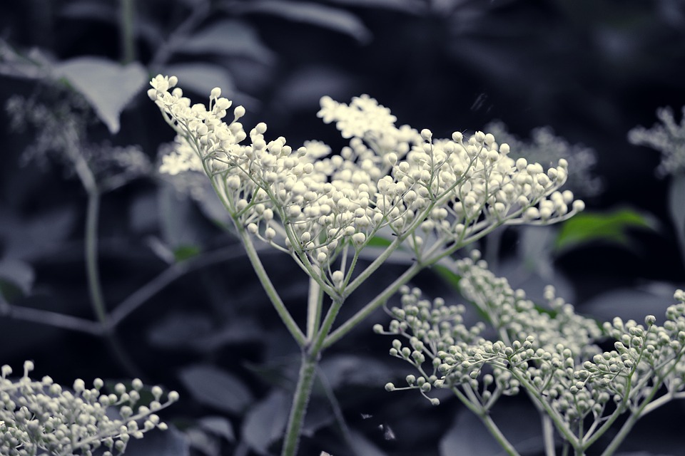 Holunder Holunderblüten Weiß - Kostenloses Foto auf Pixabay