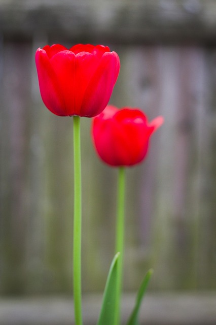 Tulipány, Krásné Květiny, Červené