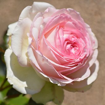 Free Flower Pink photo and picture