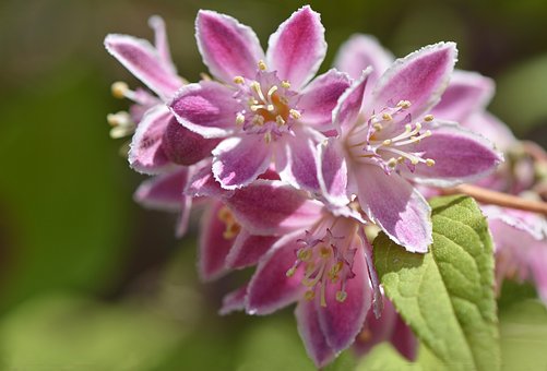 Free Flowers Branch photo and picture