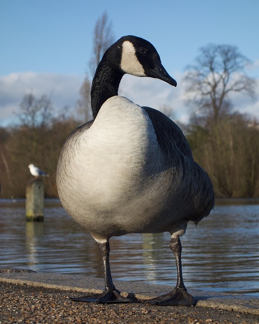 Free London Nature photo and picture