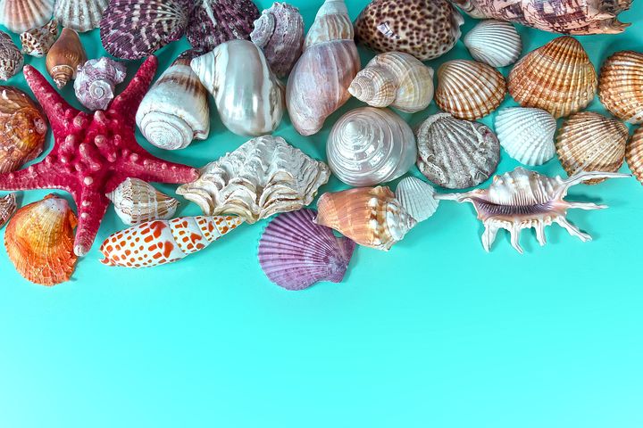 20 多张免费的 海洋腹足动物 和 贝类 照片