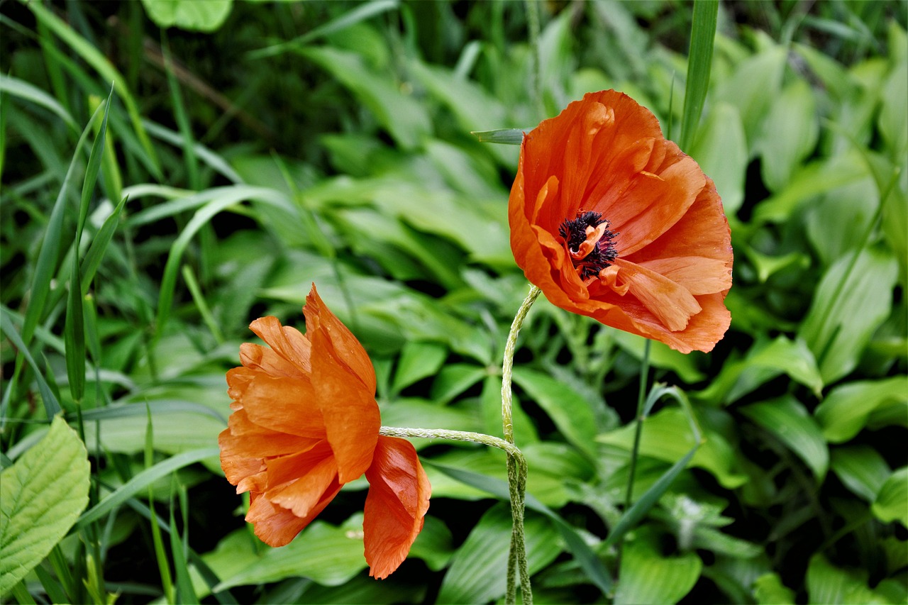 Graines De Coquelicot Rouge - 9 000 Graines Pour 20 M² - Fleurs Sauvages Vibrantes Pour Jardin Et Biodiversité