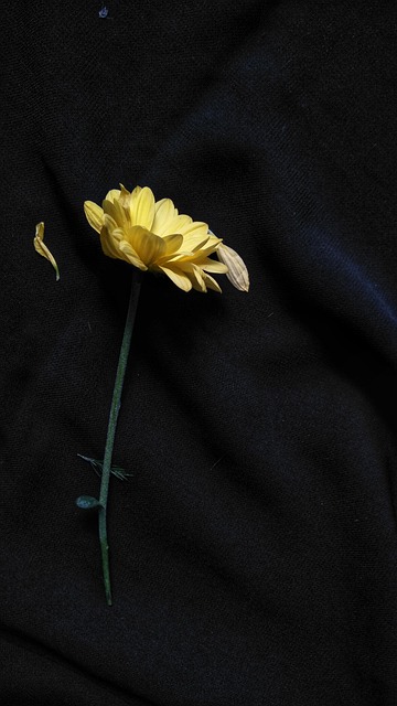 Free Flower Yellow photo and picture