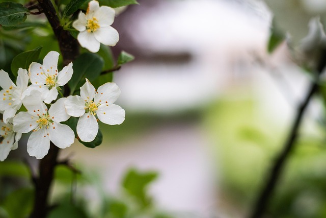 Bloemen, Mooie Bloemen, Bloem Behang