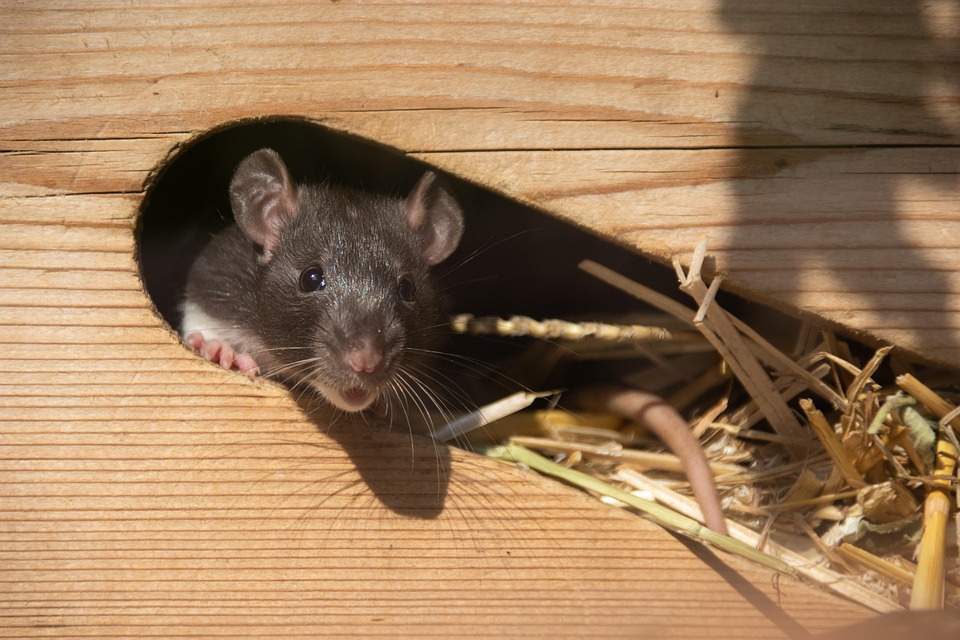 Nature, Animals, Mammals, Rodents, Mice, Color Mouse