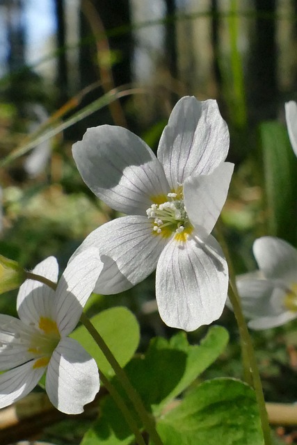 Blomst, Hvid, Forår, Syre