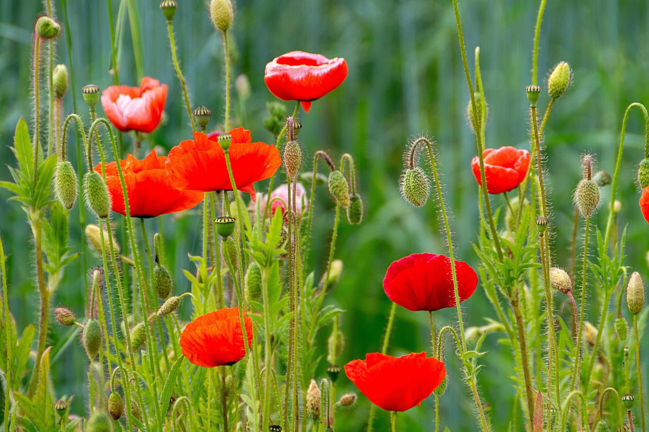 Poppy Ree Poppies Red Meadow - Free photo on Pixabay - Pixabay