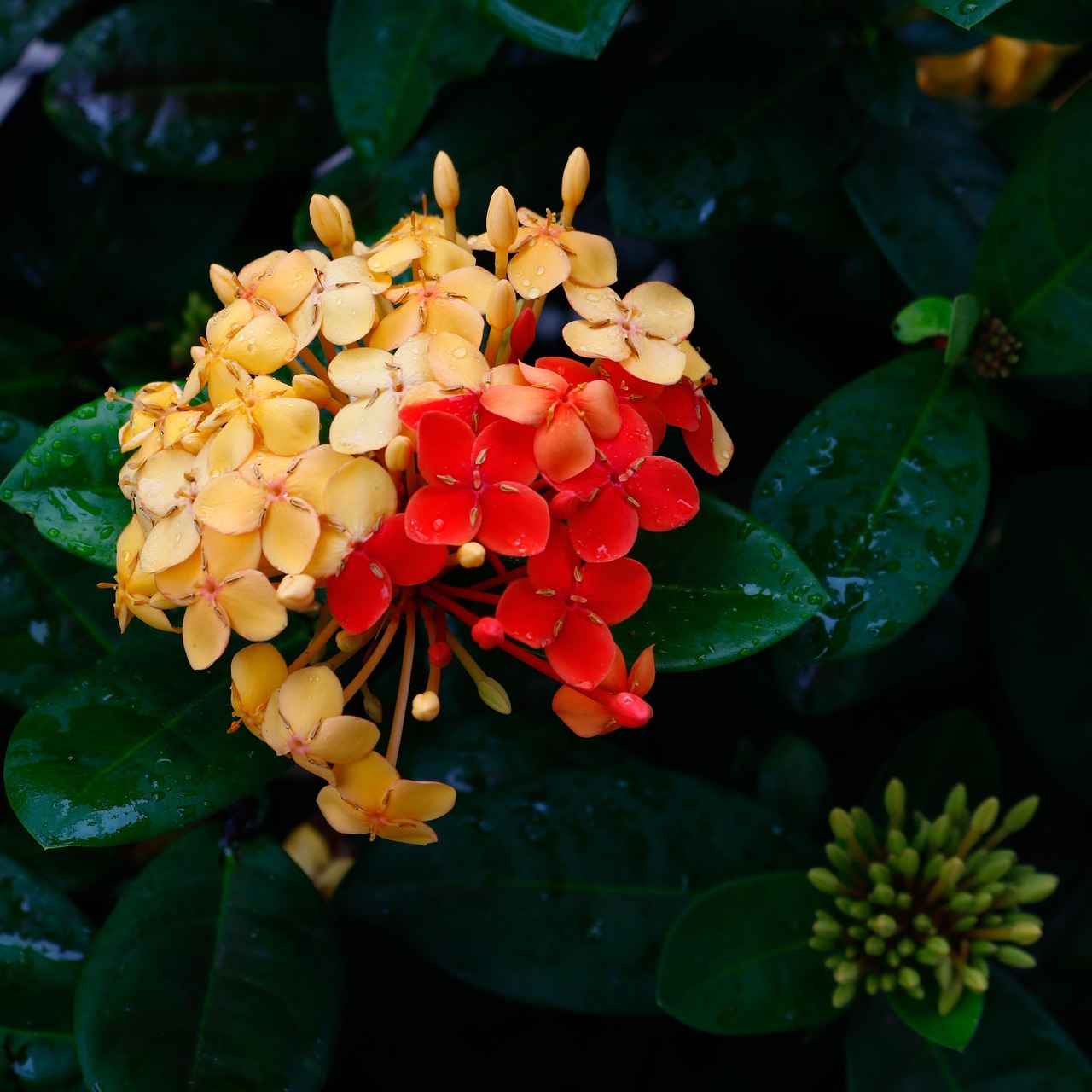 Mutan Ixoria Bicolor Mutan - Foto gratis di Pixabay - Pixabay