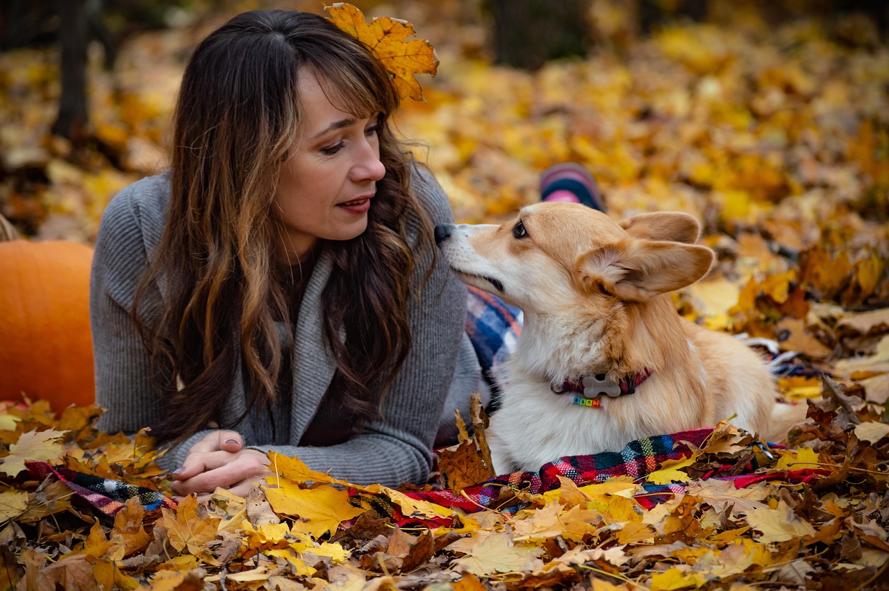 Welsh Corgi Pembroke - free online jigsaw puzzle photo