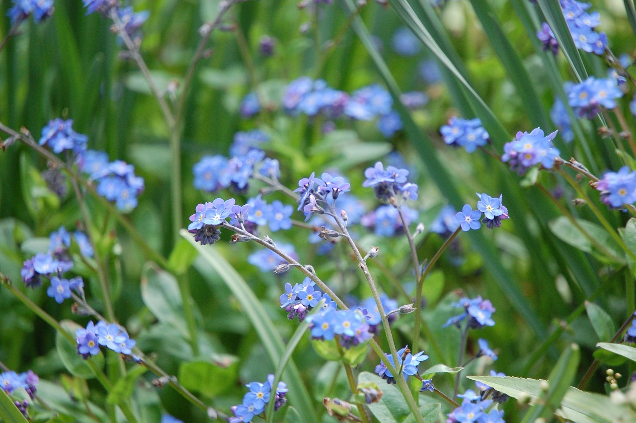 わすれな草 自然 ブルーム Pixabayの無料写真