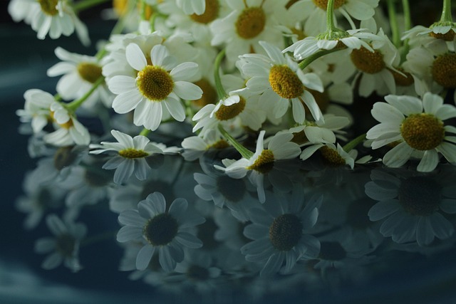 Free Chamomile Flower photo and picture