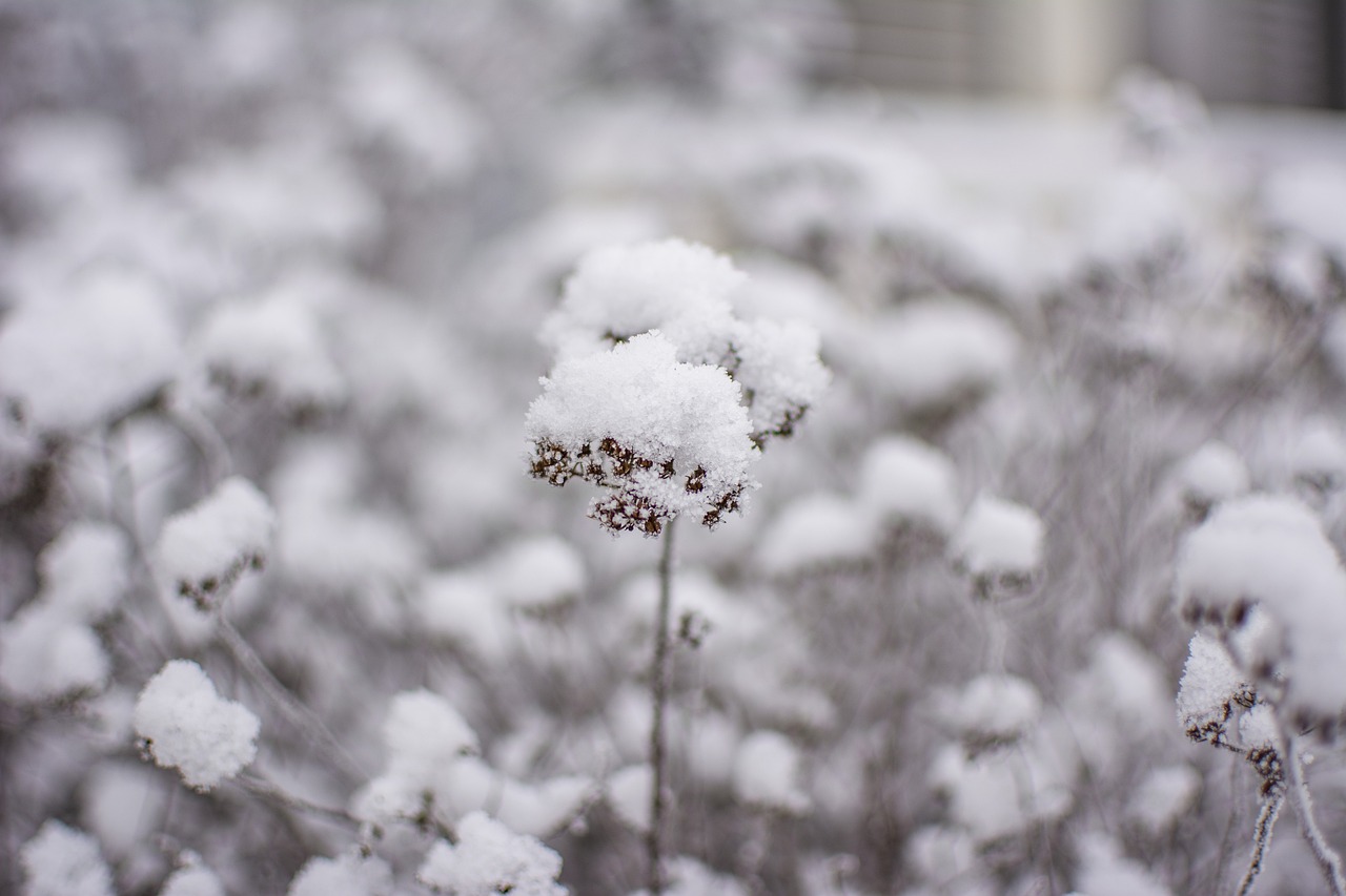 冬 雪 風景 - Pixabayの無料写真 - Pixabay