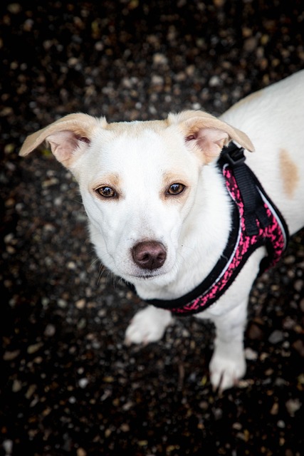 Free Dog Sweet photo and picture