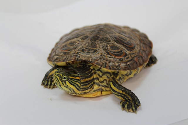 Skildpadde, Natur, Anima, Dyr, Krybdyr