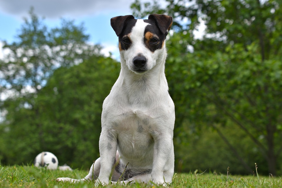Jack Rasol Dog Dog Jack Russel Animal - Free photo on Pixabay