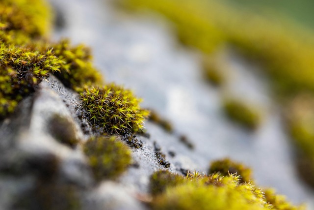 Free Moss Stone photo and picture