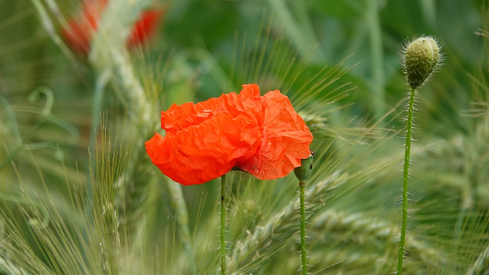 Mohn Natur Feld - Kostenloses Foto auf Pixabay - Pixabay
