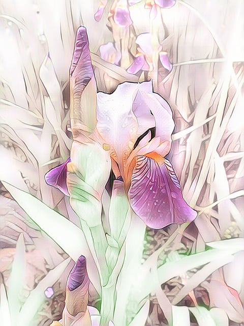 Free sword lily iris digital painting illustration