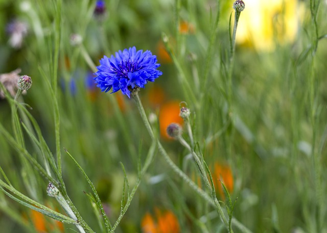 Free Spring Flowers photo and picture