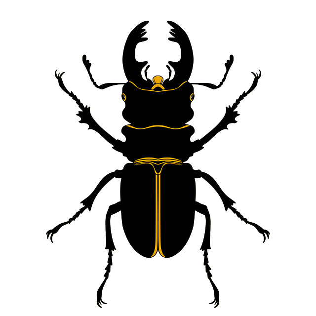 Bille, Insekt, Bug, Sort, Vild, Dyr